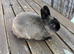 Purebred netherland dwarf