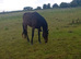 Beautiful Irish tb gelding 6 yr old