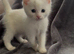 White kitten and tuxedo kittens ready to leave