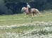 Palomino welsh section c mare
