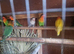 4 pairs off love bird