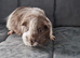 Guinea pig sisters, 3 months old