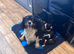 Gorgeous Cavalier Puppies -Now Ready