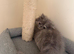READY NOW! GCCF registered Persian kitten