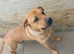 Belgium malinois doge de bordeaux husky