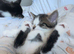 2 male kittens for sale