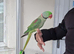 Super Tamed Alexanderian Parrot for