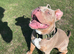 Exotic bully