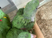 Alexandrine handreared babies