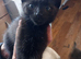 Maine coon cross