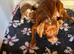 Cocker spaniel puppies