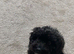 10 week old Cockapoo for sale