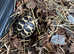 Indian star tortoise babies CB 2025