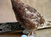 Celedon Quail - Blue egg layers