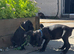 1 Cane Corso cross mastiff chunky puppy LEFT for sale