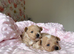 Beautiful Tiny Maltipoo F-1