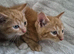 3 kittens