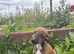 Beautiful whippet puppies for sale