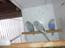 Baby budgies ready for new homes