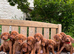 Stunning KC Vizsla Puppies