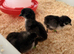 Olive Egger Unsexed Day-Old Chicks 1 left