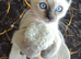Beautiful Ragamese Kittens (Ragdoll × Siamese) – 4 Available