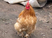 Pekin Bantam cockerels in need of new homes