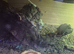 Baby bearded dragons