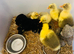 Ebden Goslings for sale