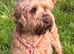 Stunning Cockapoo Puppies