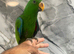 Ready Now Baby HandReared Eclectus Tame Parrot,27