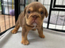 KC registered English Bulldogs