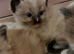 RAGDOLL KINGS