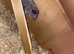 4 male guinea pigs