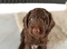1 beautiful puppy for sale