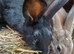 Rabbits 10 weeks old male. Black or Brown.