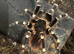 Female Adult Brazilian White Knee Tarantula