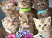 3 Full Pedigree Scottish Fold Girls is STILL AVAILABLE