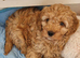Gorgeous Cockapoo Puppies looking for their forever home - Cheltenham in Cheltenham