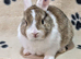 Bunnies to reserve ready for new homes between 15th to the 29th November