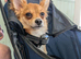 Male chihuahua
