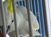 Male sulphur crested cockatoo