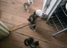 Mixed breed kittens