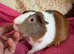 Guinea pig boar tri colour patch boar