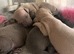 Only one available, kc reg Italian Greyhounds