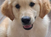 Golden retriever  boy