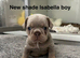 2 stunning french bulldog boys
