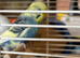 Beautiful Budgies