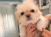 4 beautiful Shih Tzu male Pups
