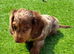 KC REG Long Haired Dachshunds